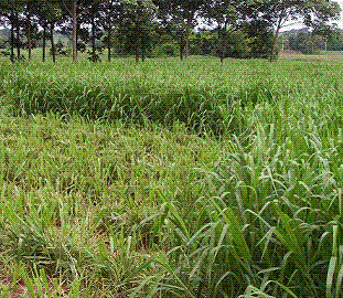 Hạt cỏ Mulato II - Công Ty TNHH Đầu Tư Và Phát Triển Nam Thái